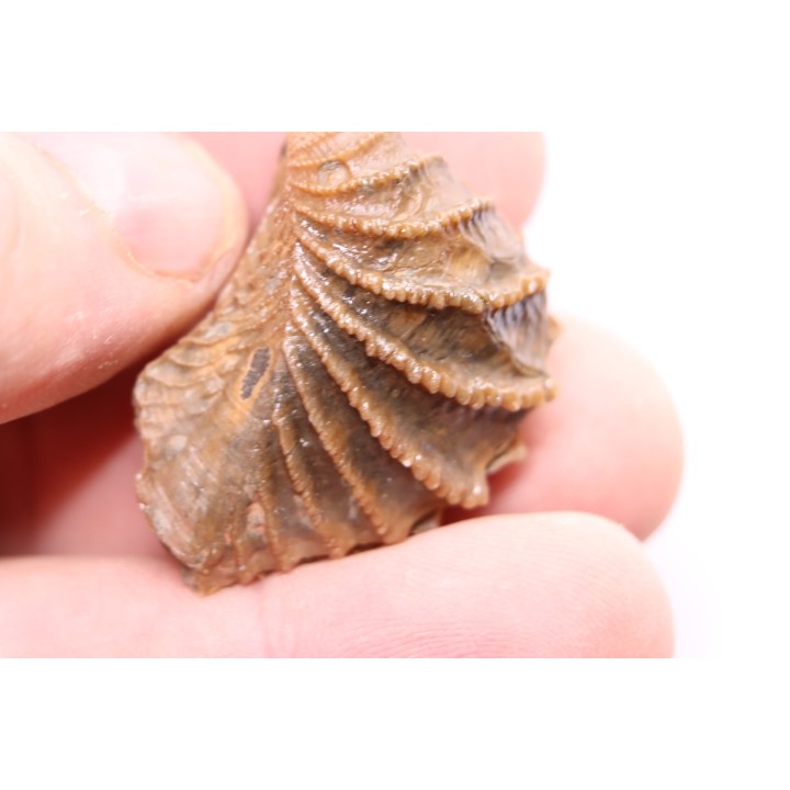 LINOTRIGONIA fittoni - Middle Albian - Courcelles quarry,  Villemoyenne, Aube, FRANCE