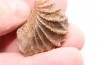 LINOTRIGONIA fittoni - Albien moyen - carriere Courcelles,  Villemoyenne, Aube, FRANCE