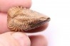 LINOTRIGONIA fittoni - Albien moyen - carriere Courcelles,  Villemoyenne, Aube, FRANCE