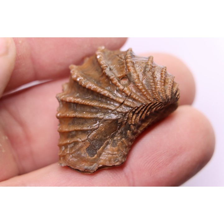 LINOTRIGONIA fittoni - Albien moyen - carriere Courcelles,  Villemoyenne, Aube, FRANCE