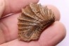 LINOTRIGONIA fittoni - Middle Albian - Courcelles quarry, Villemoyenne, Aube, FRANCE