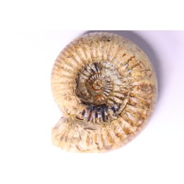 Nodicoeloceras crassoides - Toarcien - Brionnais, France