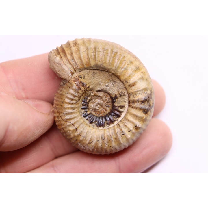 Nodicoeloceras crassoides  - Toarcien - Brionnais, France