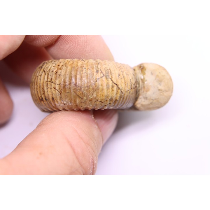 Nodicoeloceras crassoides  - Toarcien - Brionnais, France
