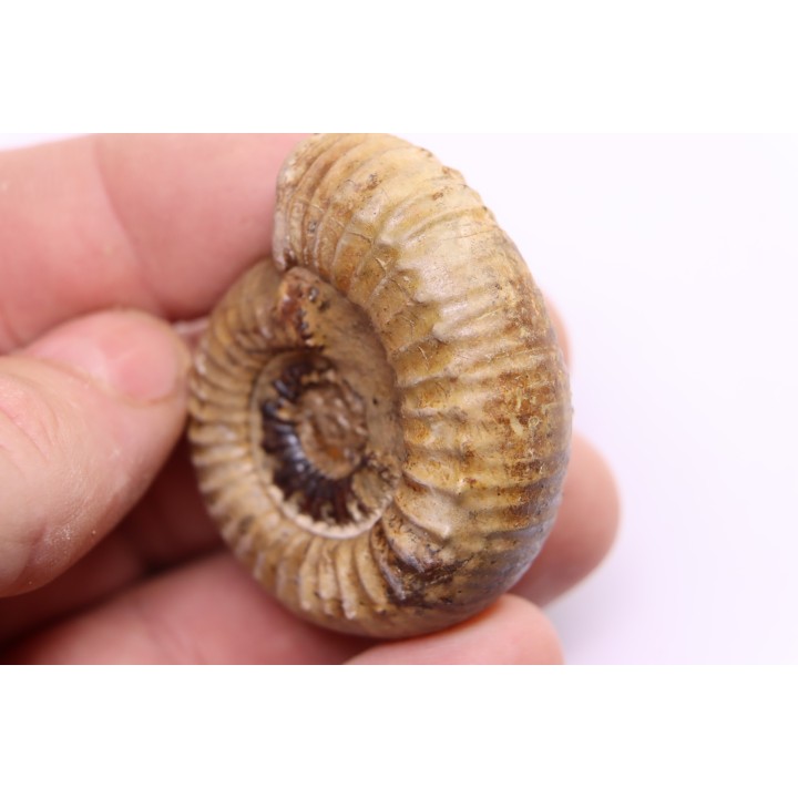 Nodicoeloceras crassoides  - Toarcien - Brionnais, France
