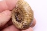 Nodicoeloceras crassoides  - Toarcien - Brionnais, France