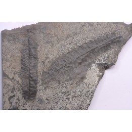Fougère:  PECOPTERIS POLYMORPHA  Stephanian (carboniferous)  Graissesac, 34, FRANCE