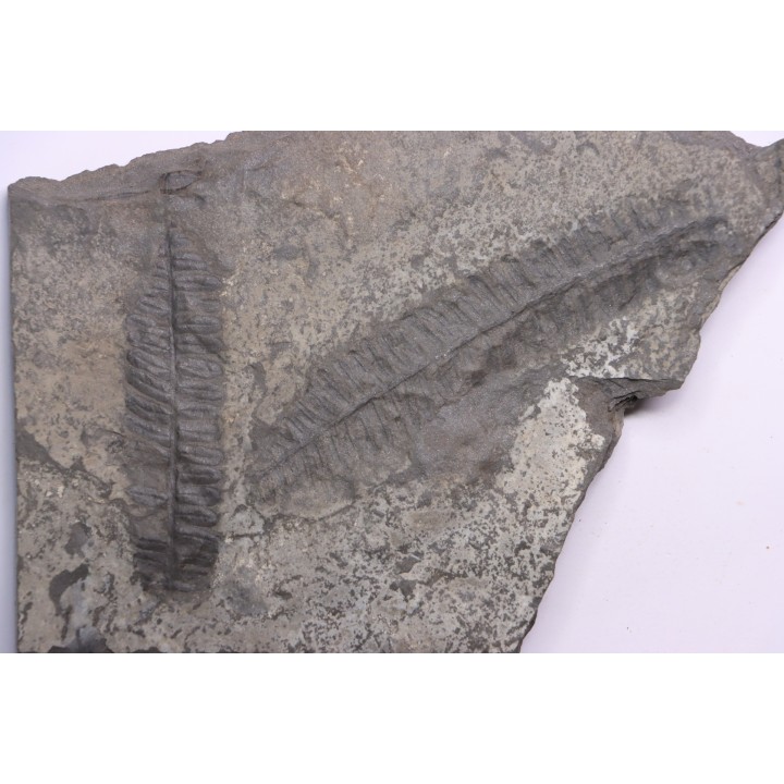 Fougère:  PECOPTERIS POLYMORPHA - Stephanian (carbonifere)  Graissesac, 34, FRANCE