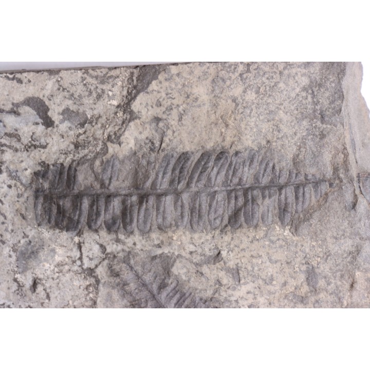 Fougère:  PECOPTERIS POLYMORPHA - Stephanian (carbonifere)  Graissesac, 34, FRANCE