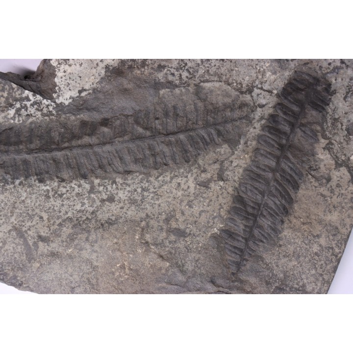 Fougère:  PECOPTERIS POLYMORPHA - Stephanian (carbonifere)  Graissesac, 34, FRANCE
