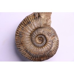 Hammatoceras Speciosum - Toarcien - Belmont - FRANCE