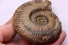 Hammatoceras Speciosum - Toarcien - Belmont - FRANCE