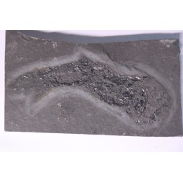 Acanthodian:  Cheiracanthus murchisoni - Middle Devonian - old red sandstone Fmt - Orkney, Scotland