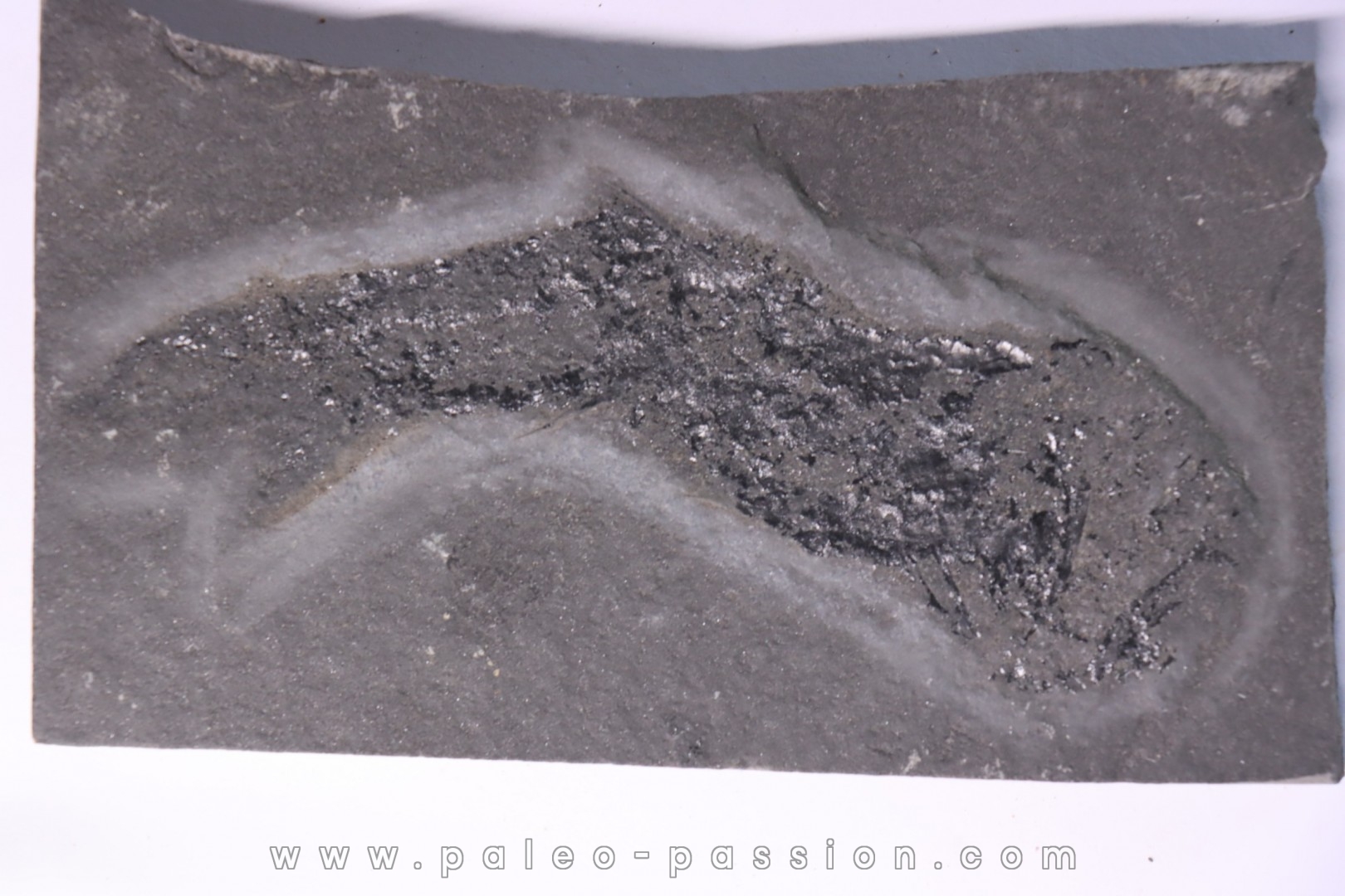 Acanthodien: Cheiracanthus murchisoni - Dévonien moyen -"old red sandstone Fmt"- Orkney, Scotland