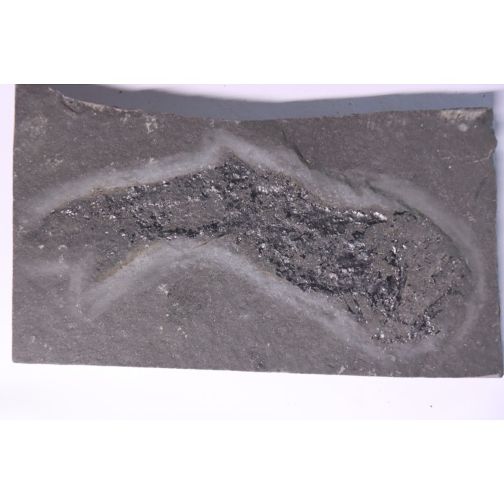 Acanthodien:  Cheiracanthus murchisoni - Dévonien moyen -"old red sandstone Fmt"-  Orkney, Scotland