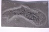 Acanthodien: Cheiracanthus murchisoni - Dévonien moyen -"old red sandstone Fmt"- Orkney, Scotland