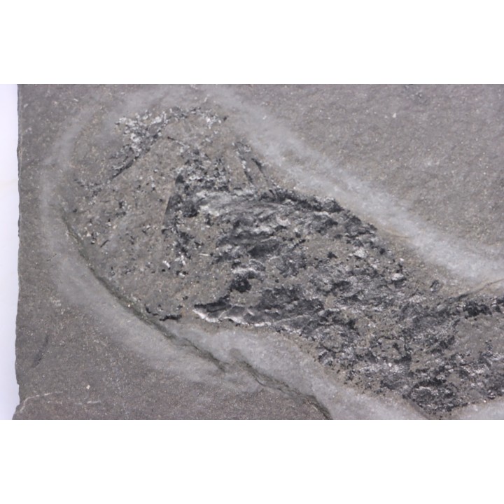 Acanthodian:  Cheiracanthus murchisoni - Middle Devonian - old red sandstone Fmt - Orkney, Scotland