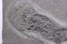 Acanthodien: Cheiracanthus murchisoni - Dévonien moyen -"old red sandstone Fmt"- Orkney, Scotland