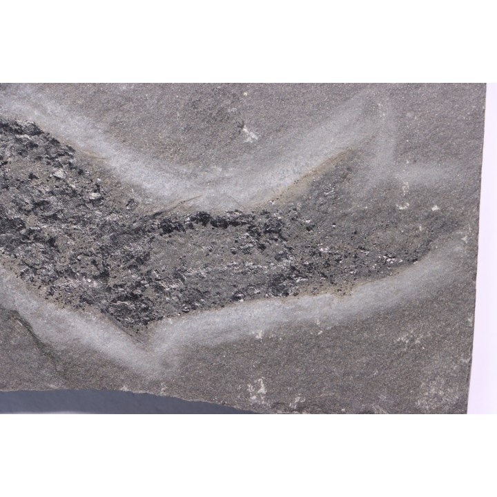 Acanthodien:  Cheiracanthus murchisoni - Dévonien moyen -"old red sandstone Fmt"-  Orkney, Scotland