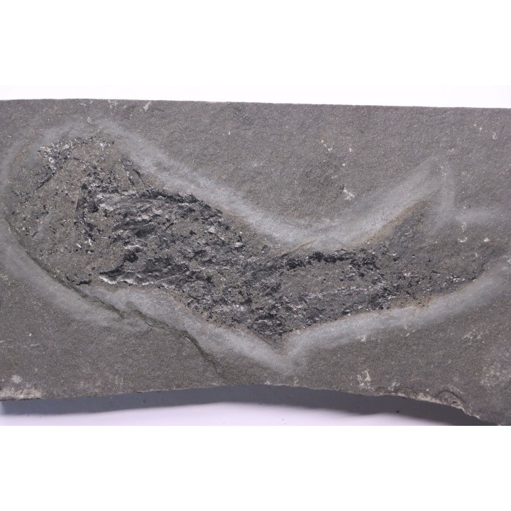 Acanthodian:  Cheiracanthus murchisoni - Middle Devonian - old red sandstone Fmt - Orkney, Scotland