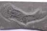 Acanthodian: Cheiracanthus murchisoni - Middle Devonian - old red sandstone Fmt - Orkney, Scotland