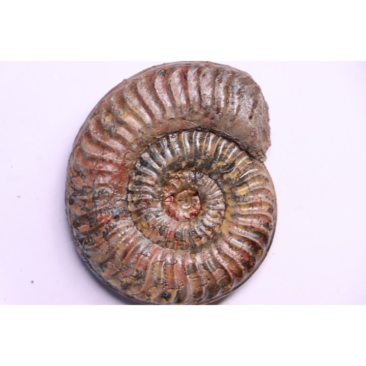 Grammoceras thouarsense - Toarcien - Belmont - FRANCE
