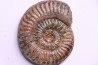 Grammoceras thouarsense - Toarcien - Belmont - FRANCE