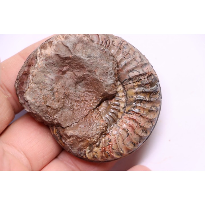 Grammoceras thouarsense - Toarcien - Belmont - FRANCE