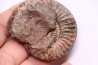 Grammoceras thouarsense - Toarcien - Belmont - FRANCE