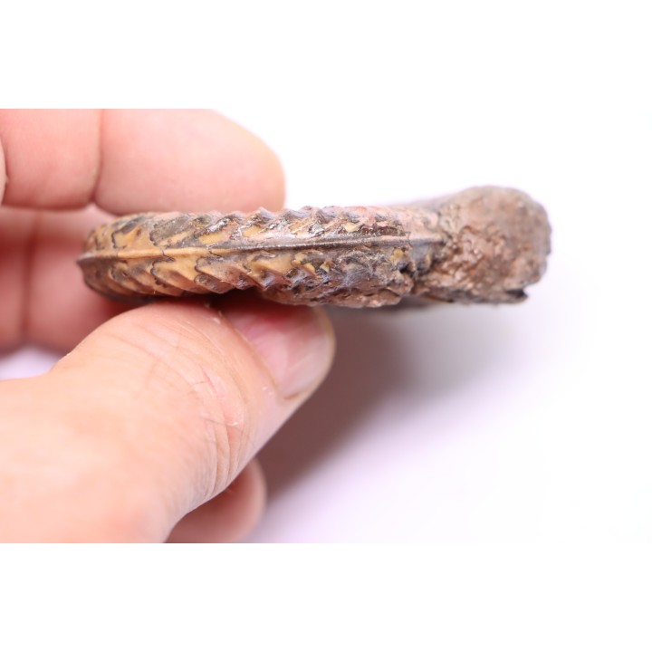 Grammoceras thouarsense - Toarcien - Belmont - FRANCE