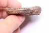 Grammoceras thouarsense - Toarcien - Belmont - FRANCE