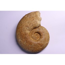 Perilytoceras jurense (Zieten)  Toarcien  Normandie - FRANCE