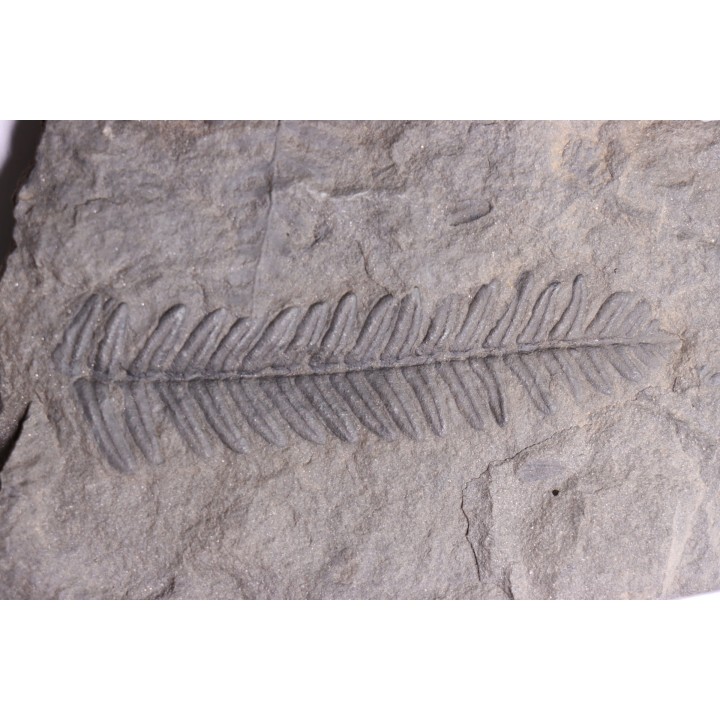 Fougère:  PECOPTERIS POLYMORPHA - Stephanian (carbonifere)  Graissesac, 34, FRANCE