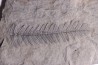 Fougère: PECOPTERIS POLYMORPHA - Stephanian (carbonifere) Graissesac, 34, FRANCE
