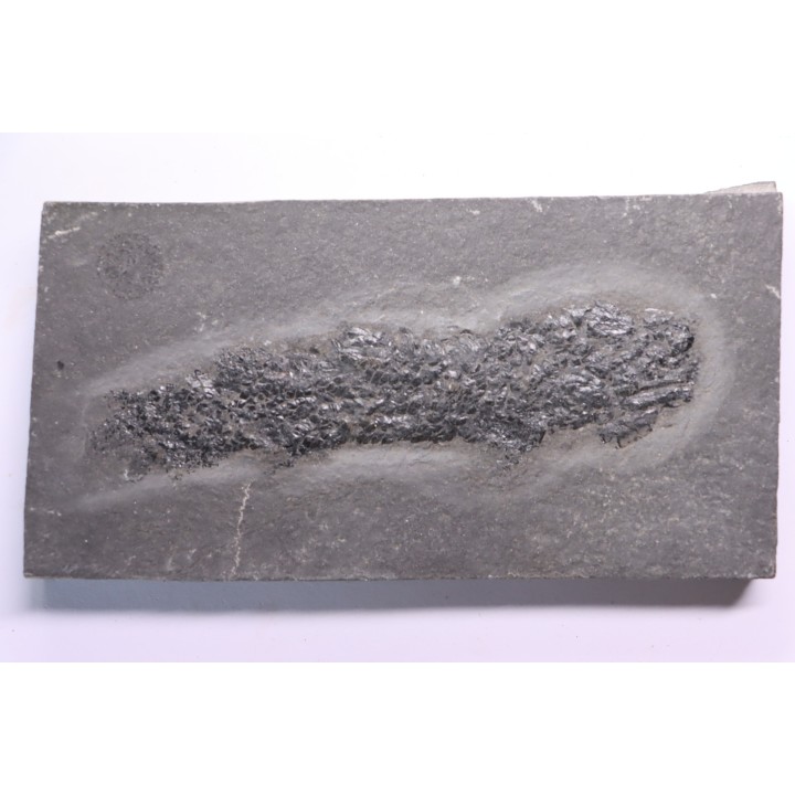 Osteolepis panderi - Dévonien moyen -"old red sandstone Fmt"-  Orkney, Scotland