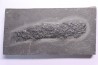 Osteolepis panderi - Dévonien moyen -"old red sandstone Fmt"-  Orkney, Scotland