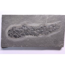 Osteolepis panderi - Middle Devonian - old red sandstone Fmt - Orkney, Scotland