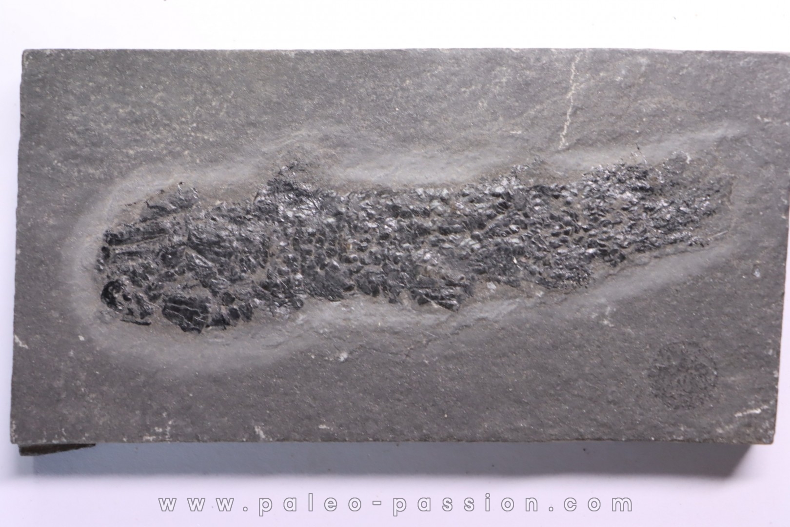 Osteolepis panderi - Middle Devonian - old red sandstone Fmt - Orkney, Scotland