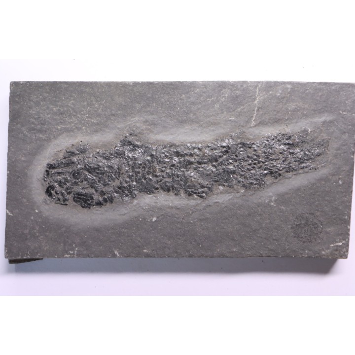 Osteolepis panderi - Dévonien moyen -"old red sandstone Fmt"-  Orkney, Scotland