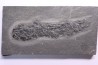 Osteolepis panderi - Dévonien moyen -"old red sandstone Fmt"-  Orkney, Scotland