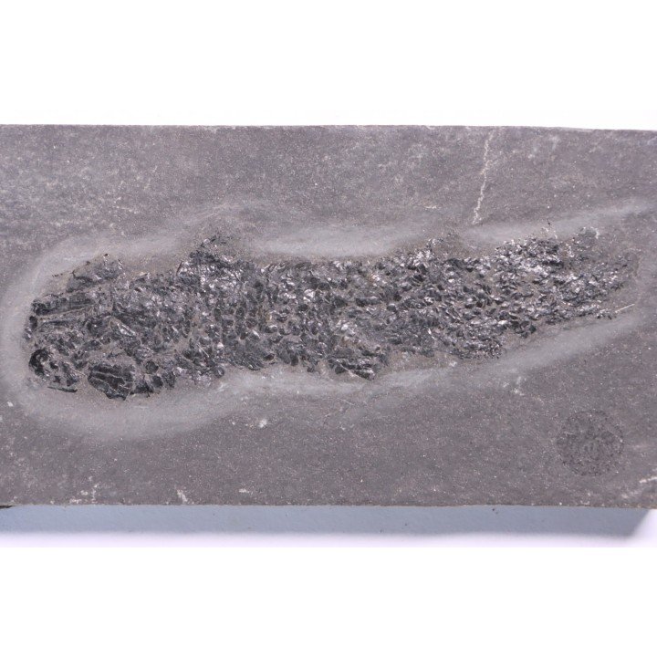 Osteolepis panderi - Middle Devonian - old red sandstone Fmt - Orkney, Scotland