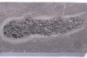 Osteolepis panderi - Middle Devonian - old red sandstone Fmt - Orkney, Scotland