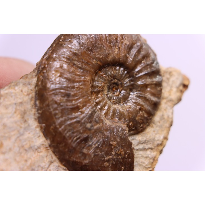 Cotteswoldia misera - Toarcian - Brionnais, France