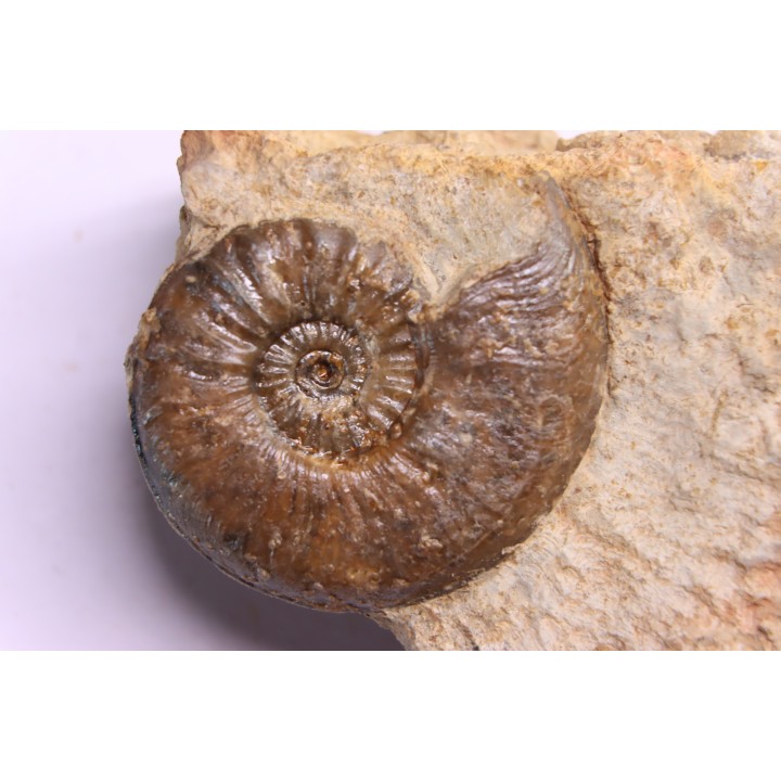 Cotteswoldia misera - Toarcien sup. - Brionnais, France