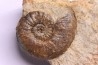 Cotteswoldia misera - Toarcien sup. - Brionnais, France