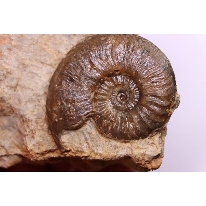 Cotteswoldia misera - Toarcien sup. - Brionnais, France