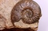 Cotteswoldia misera - Toarcien sup. - Brionnais, France
