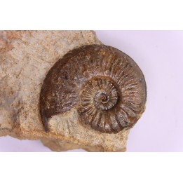 Cotteswoldia misera - Toarcien sup. - Brionnais, France