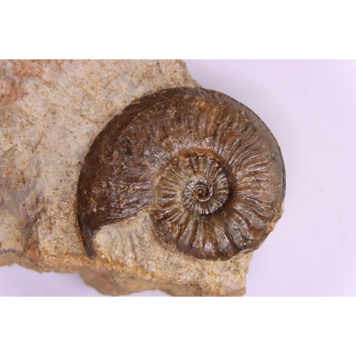 Cotteswoldia misera - Toarcian - Brionnais, France