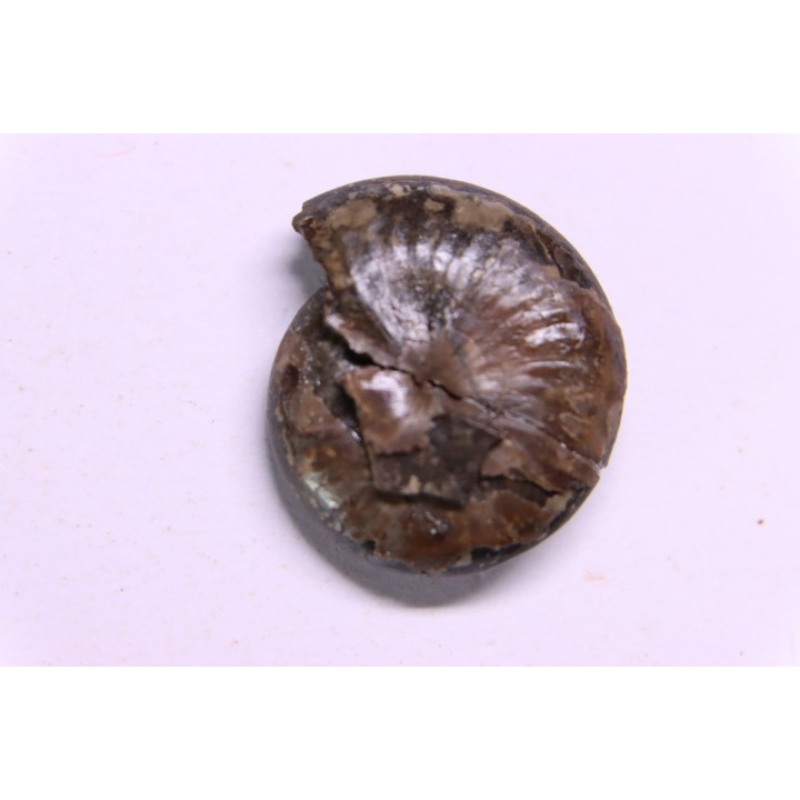 PARAPOPANOCERAS MALMGRENI - Trias / Anisien sup. - spitsberg